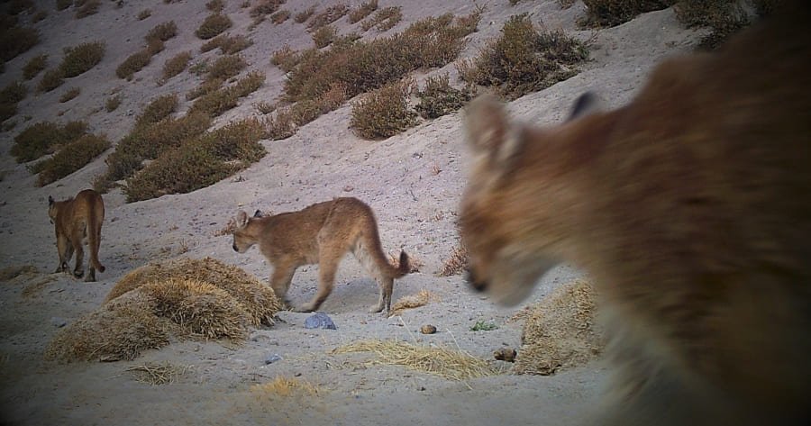 Explorando la vida silvestre del altiplano chileno: registros únicos desde nuestras cámaras trampa