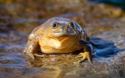 Rana de Chusmiza: una especie frágil y única de la precordillera de Tarapacá
