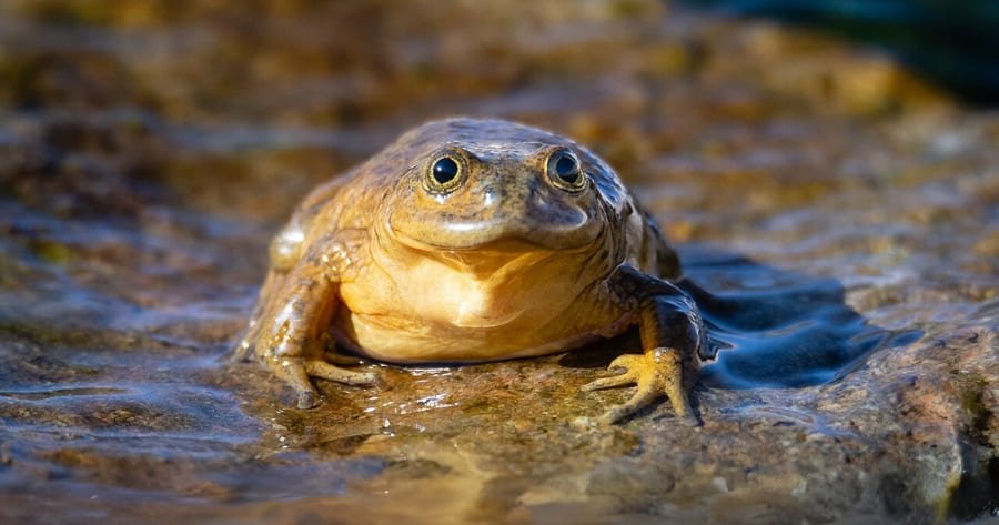 Rana de Chusmiza: una especie frágil y única de la precordillera de Tarapacá