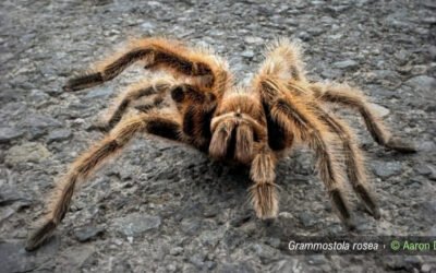 Rescate y Relocalización de Tarántulas Chilenas: Innovación para la Conservación de la Fauna Nativa