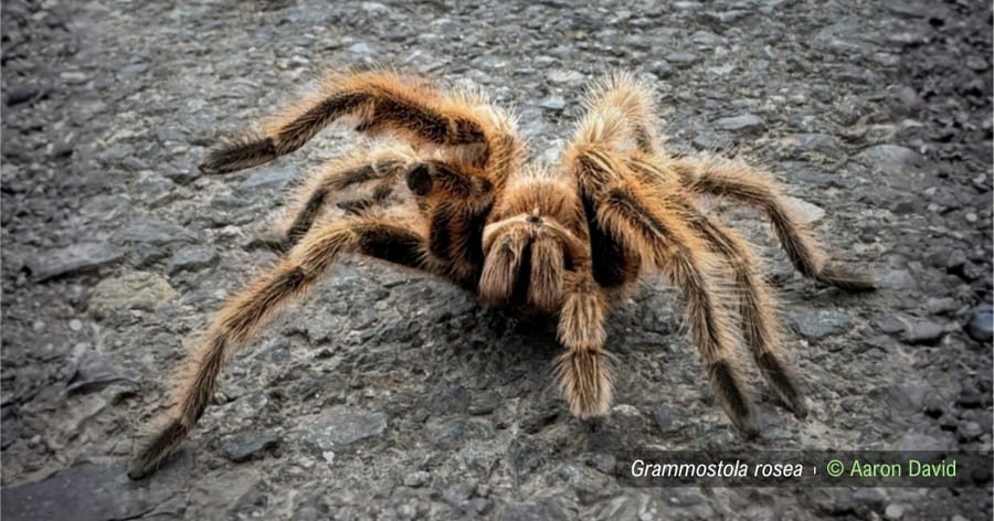 Rescate y Relocalización de Tarántulas Chilenas: Innovación para la Conservación de la Fauna Nativa
