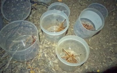 Rescate y Relocalización de la Araña Pollito: Conservación de una especie vulnerable en la Región Metropolitana