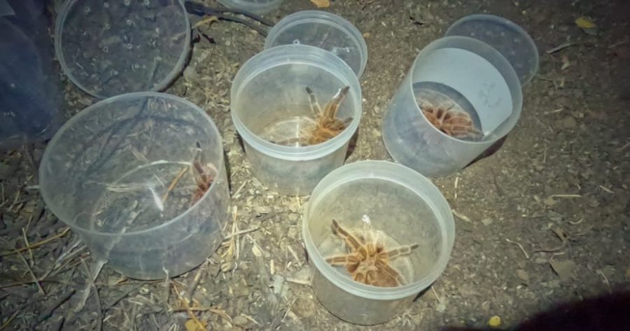 Rescate y relocalización de araña pollito