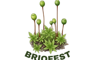 Briofest: el festival que busca acercar a la comunidad al fascinante mundo de las briófitas